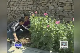 严禁种罂粟 一株也违法视频封面