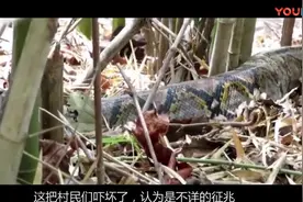 村民修路挖出古墓，开墓惊现千年大蛇，吓坏一众村民 超清视频封面