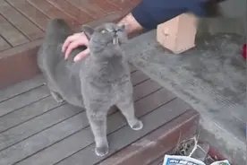 撸猫指南之揉屁股大法！可以让猫咪瞬间亢奋，爽到尖叫！视频封面