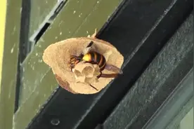 比起燕子蜜蜂如何？实拍马蜂筑巢全过程，不愧是伟大的建筑工程师视频封面