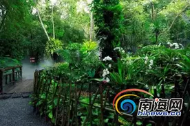 5.19中国旅游日：海南居民免门票游呀诺达雨林图片