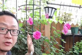 月季开败了这样修剪，能多看几波花，赶紧动手吧视频封面