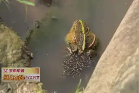 你见过青蛙卵吗？像果冻一样滑溜溜，不信你摸摸视频封面