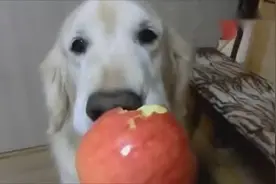 狗狗也爱吃素食，你看大金毛狗狗，正在津津有味的啃苹果呢！视频封面