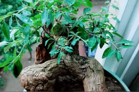 野生枸杞盆景素材视频封面