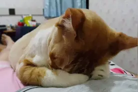 第一次剃毛太丑了，猫咪趴在主人身上委屈哭了！视频封面