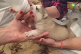 一只两周大的哈士奇小奶狗，喝起牛奶来，不要钱一样！