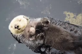 水獭妈妈抱着小水獭在水上睡觉，这一幕好温馨，母爱满满视频封面