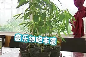 稀奇！濒临绝迹的珍稀植物听见音乐竟会“跳舞”，起舞原因是个谜视频封面