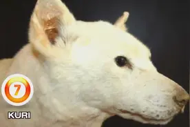 10种已经灭绝的狗狗视频封面