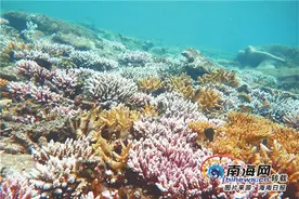 南海瑰宝话珊瑚：你知道吗？红珊瑚20年才生长1寸图片