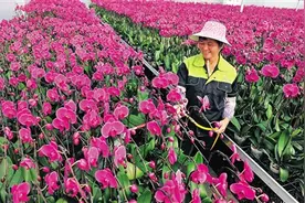 兰花产业 促村民增收图片
