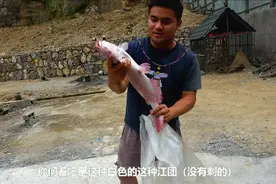 金松跟堂哥去河边买了这条白色的大肥鱼煮火锅，好香！视频封面