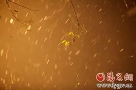 西安迎来2016年首场降雪图片