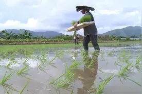 香港农民种植水稻，这操作方法真是第一次见视频封面