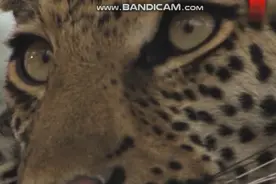 千万不要瞧不起自家的猫咪，他们的祖先是超级捕食者视频封面