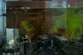 水草被鳑鲏咬坏很多视频封面