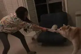 舒淇与宠物犬拔河抢帽子 这不是你的图片