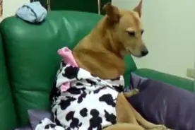 小黄狗穿衣服不自在，想脱脱不掉，浑身不舒服，萌呆了
