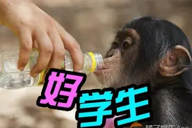 萌宠｜这些孤儿猩猩成为了几内亚黑猩猩救护站中的好学生！图片
