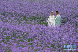 贵州瓮安：荒坡变花海 美景引客来图片