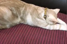 小奶猫调皮被猫妈妈揍哭，结果趴在沙发上哭到睡着，姿势亮了视频封面