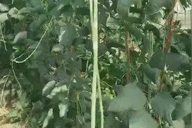 又细又长的是什么？视频封面