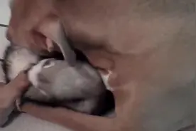 野兽的史诗般的战斗，貂与比特犬大战三百回合视频封面