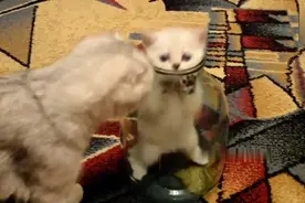 小猫钻进瓶子里出不来，猫妈妈急坏了：熊孩子，快出来！