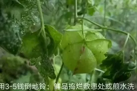 适用于跌打损伤、毒蛇咬伤等症有很好治疗效果的中草药“倒地铃”视频封面