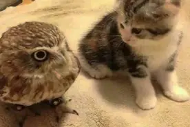小猫咪和猫头鹰称兄道弟，日久见深情，主人都觉得神奇视频封面