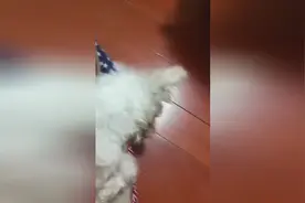 给狗狗喝完白酒的后果视频封面