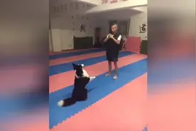 人狗舞未了，这个小狗狗与小伙子的配合也太默契了图片
