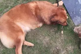 不知好歹的大金毛独占自己的宝贝，看见别的狗接近，立马龇牙咧嘴图片