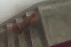小短腿想要出门，急的上蹿下跳，铲屎的你就不能再快一点吗图片