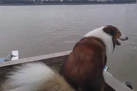 大汪在海边兴奋的大叫，主人，今天我们是不是坐船出海啊图片