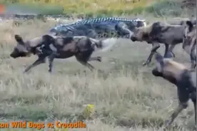 实拍非洲野狗捕猎，这种动物太凶残了，连鳄鱼和猎豹都要让它三分图片