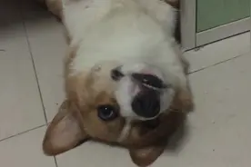 柯基奇葩睡姿，这睡姿和眼神也是没谁了，狗狗醒来后一脸懵逼图片