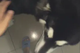 主人下班回来，大汪门后热烈迎接，猛扑主人，想看看有没有好吃的图片