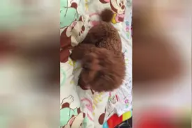 小泰迪一醒来就看见主人，高兴坏了，铲屎的你在干啥呢？图片