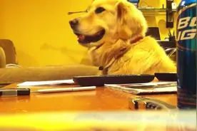 国外有条黄金猎犬，超级爱听音乐，音乐停下时，它的表情让人喷饭图片