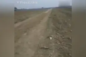 兔子跑得究竟有多快？看完这个视频你就知道了！图片