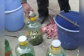 实拍市场小贩现场活蛇泡酒，还往里面放了好多药材视频封面