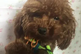 又颤抖又掉眼泪的小泰迪，让主人好生心疼，是有什么委屈的事情吗图片