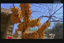 车佳容板胡演奏《秦月》《高原节日》《欢韵》图片