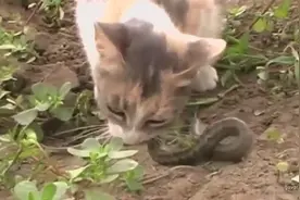 猫咪竟然把一条蛇活活吞下去，逆袭的节奏啊！家里就该养只这种猫视频封面