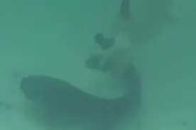 呆萌的宠物狗以为鱼溺水，硬是把鱼拉上了岸图片