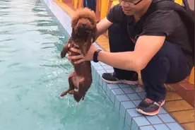 讨厌水的小泰迪，第一次下水游泳，狗狗内心，主人快救你的宝宝图片