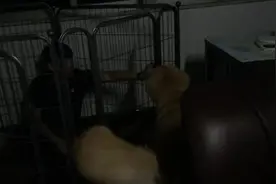 主人被困，狗狗急中生智要来帮忙，铲屎的别怕，我来救你了图片