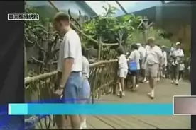 男童坠入猩猩园摔晕 母猩猩抱起后，令所有人都惊了图片